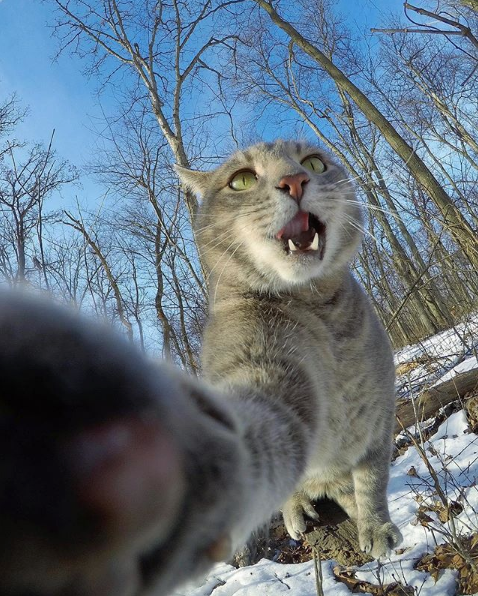 Bu kedi normal değil yaptıklarını görünce şok olacaksınız!