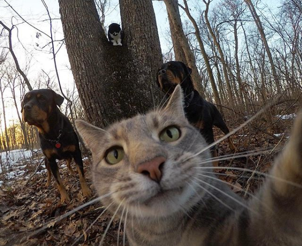 Bu kedi normal değil yaptıklarını görünce şok olacaksınız!