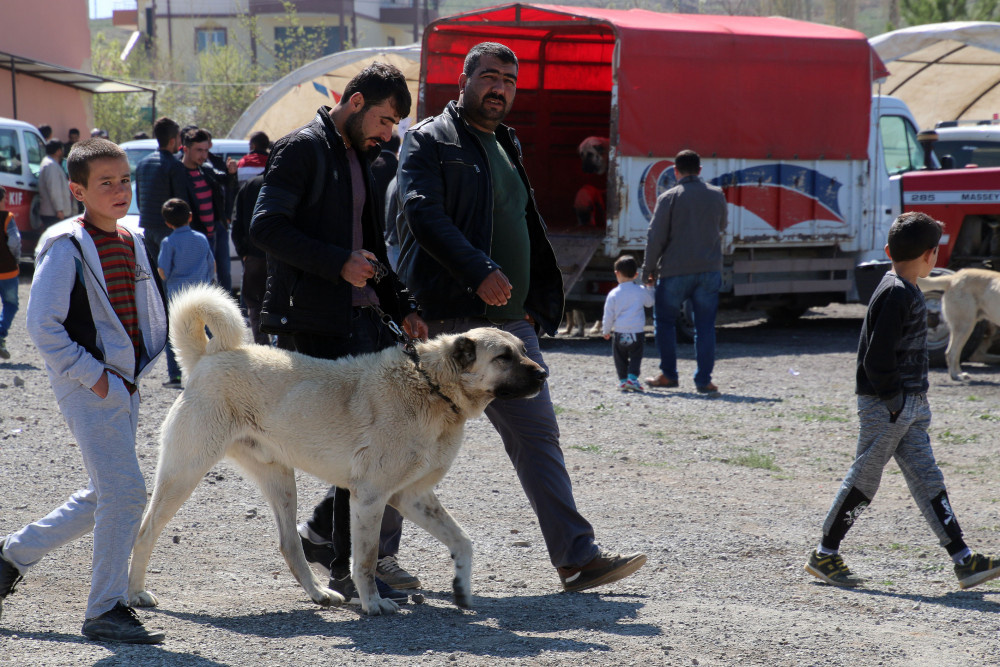 Sivas’ta Kangal köpekleri yarıştı