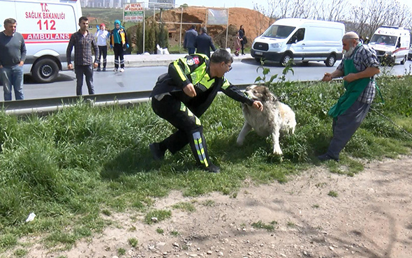 Tutanak tutmaya giden polise köpek saldırdı!