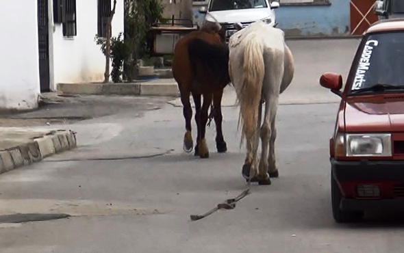 İplerinden kurtulan atlar trafiğe daldı