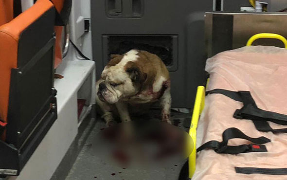Bulldog dehşeti! Ambulansa girip doktoru da ısırdı
