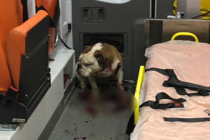 Bulldog dehşeti! Ambulansa girip doktoru da ısırdı