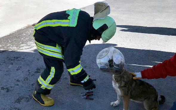 Kafası bidona sıkışan köpek itfaiyeye koştu