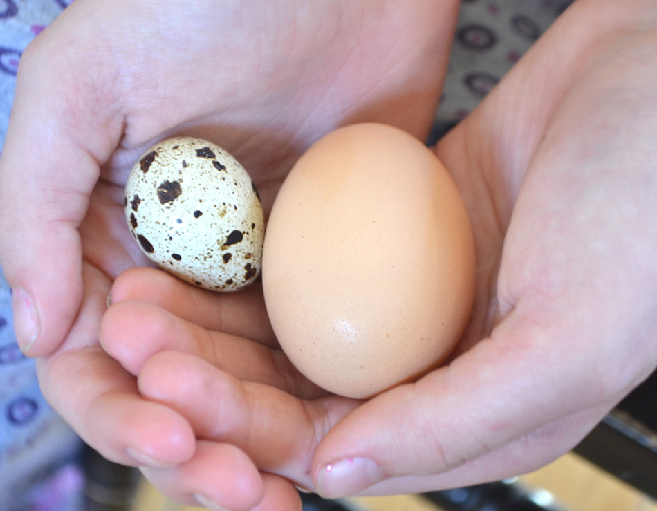 Bıldırcın  yumurtası nasıl yenir? Faydaları nelerdir?