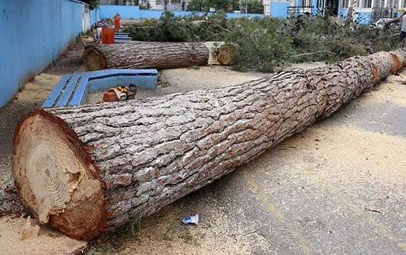 65 yıllık ağaçlar 'alerji yapıyor' diye kesildi
