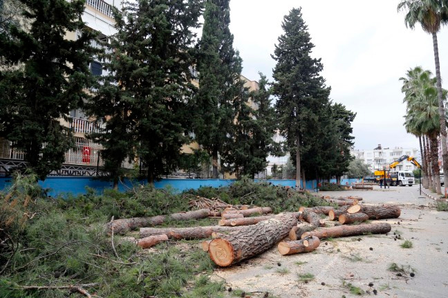 65 yıllık ağaçlar 'alerji yapıyor' diye kesildi