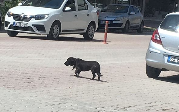 Bir ilçe 5 ay onu aradı: Ölmek üzereyken bulundu!