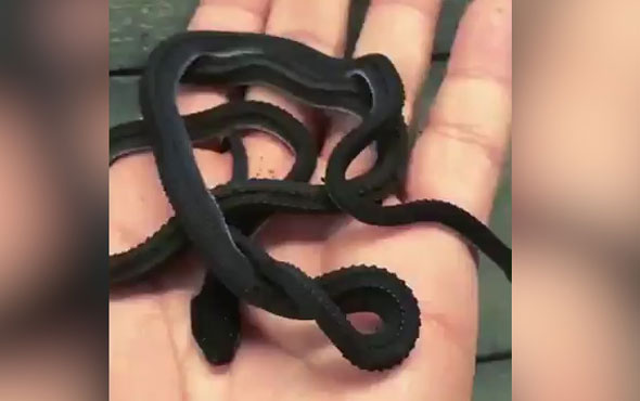 Dünyada en nadir görülen yılanı böyle görüntüledi