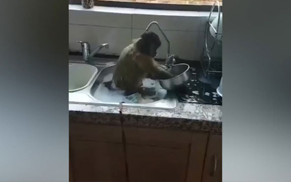 Her eve lazım sevimli maymun! Kirli bulaşıkları böyle yıkadı