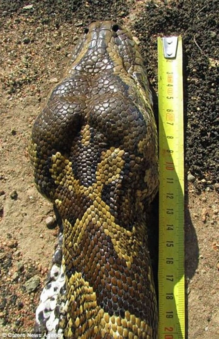 Piton yılanı, kirpiyi yemeye çalıştı ancak sonrası korkunç!