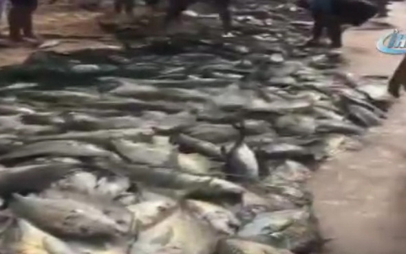 Mocono Kasırgası, Yemen sahillerini balıkla doldurdu