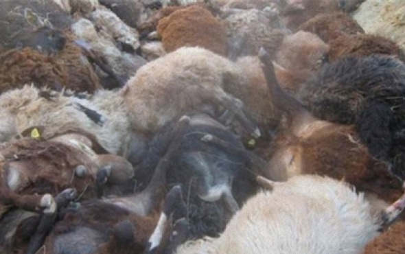 Van’da 500 koyun intihar etti!