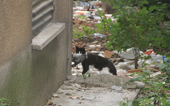 Sıkıştığı yerden kurtulan güvercini kedi kaptı!