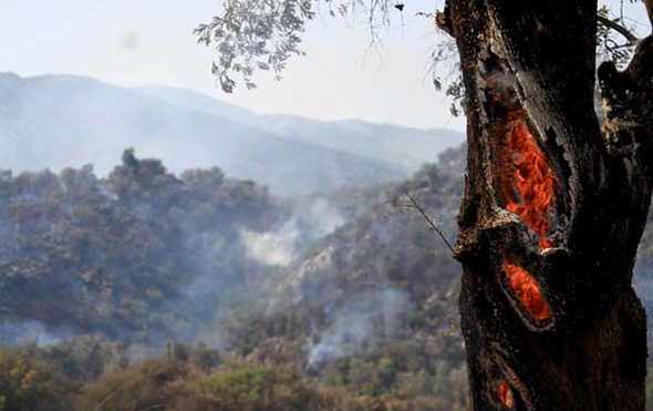 Muğla'da 4 hektarlık orman alev alev yandı