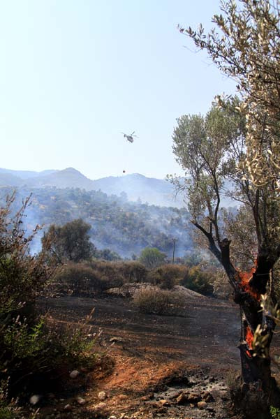Muğla'da 4 hektarlık orman alev alev yandı