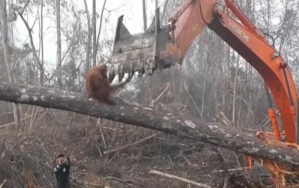 Orangutan, yaşam alanını yok eden kepçeye böyle tepki gösterdi