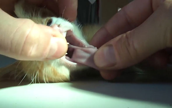 Boğazına kılçık saplanan yavru kedi böyle kurtarıldı!