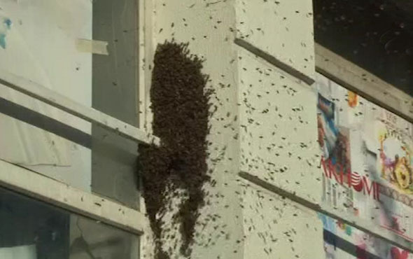 Bağcılar'ı binlerce arı istila etti! 