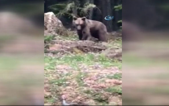 Ormanda yavru ayıyla karşılaştı tepkisi olay oldu! 