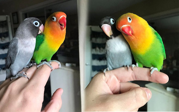 Sosyal medyanın yeni fenomenleri aşık papağanlar Kiwi ve Siouxsie!