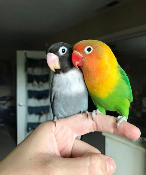 Sosyal medyanın yeni fenomenleri aşık papağanlar Kiwi ve Siouxsie!