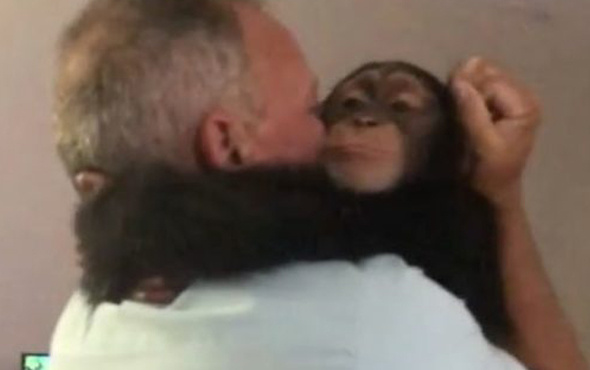 Ailesine yeniden kavuşan şempanzenin sevinci gözleri yaşarttı