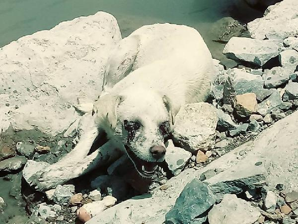 Bu nasıl insanlık: Gözlerini oyup ölüme terk ettiler!