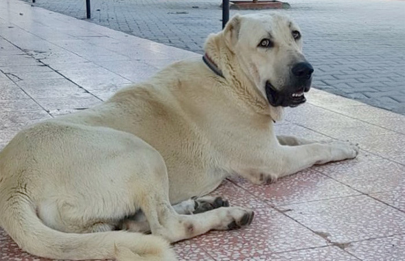 Bu kangal köpeğini bulana Antalya’da bir hafta tatil para ve... 