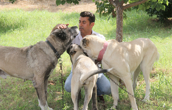 Bu kangal köpeğini bulana Antalya’da bir hafta tatil para ve... 