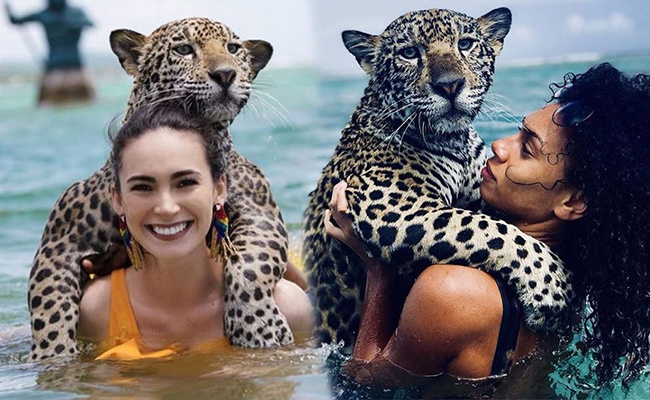 Cesaretin böylesi tehlikeli jaguarlarla yüzüp fotoğraflar çekiliyorlar