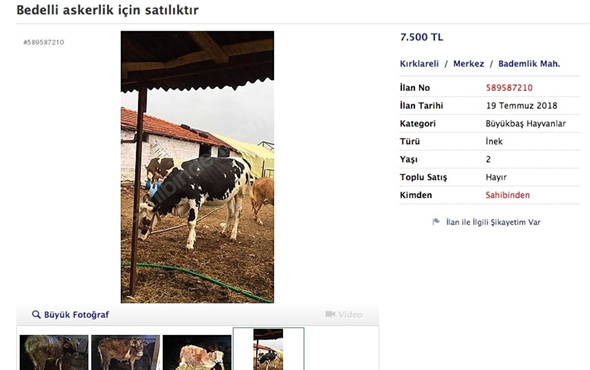 Bedelli askerlik için ineğini satışa çıkardı