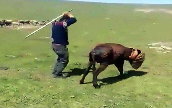 Eşeğe sopayla işkence yapan adam yakalandı!