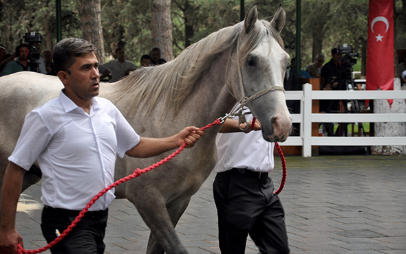 Safkan Arap taylarından 4,9 milyon lira gelir!