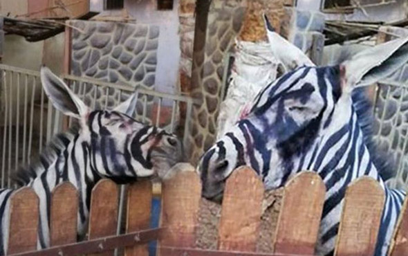 Eşeği boyayıp zebra diye yutturdular! Dünyanın konuştuğu olay