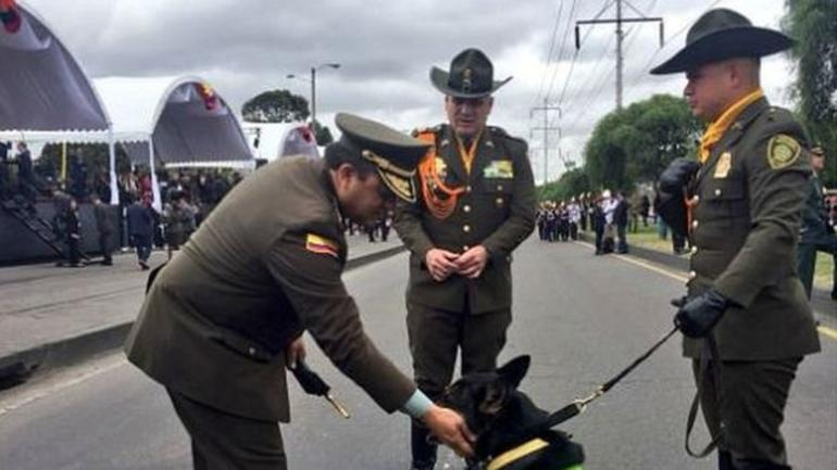 Mafya bu köpeğin başına ödül koydu