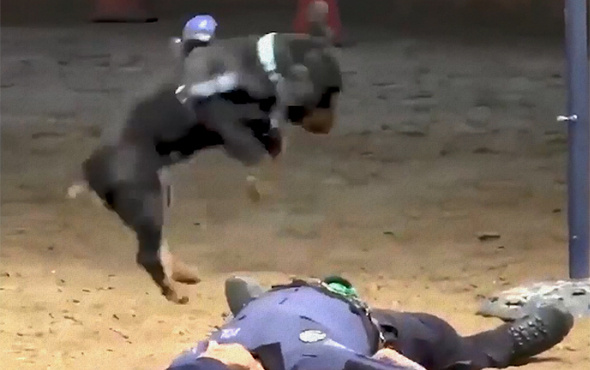 Eğitimli köpekten yere yığılan polise kalp masajı