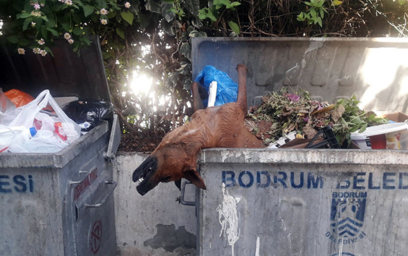 Öldürülüp çöpe atılan köpekler Bodrum’u ayağa kaldırdı!