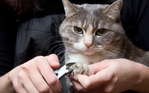 Kedilerde tırnak bakımı nasıl olmalı, kedilerin tırnak yapısı nasıldır?