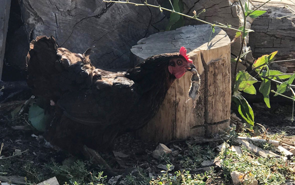 Sakarya'da fare yiyen tavuk şaşırttı