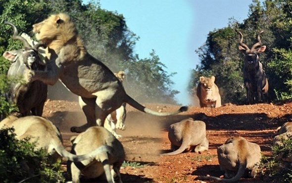 Aslan antilobu tam ham yapacakken neye uğradığını şaşırdı!