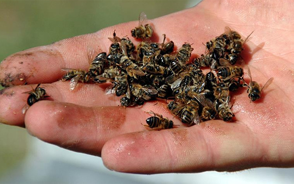 Kilis'te arının soktuğu yaşlı kadın öldü