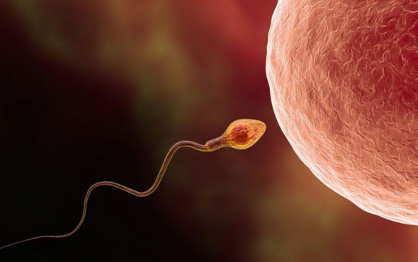 Sperm sayısını arttırmak için neler yapılabilir? Sperm sayısını arttırma önerileri...