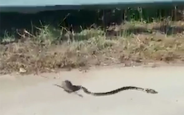 Yavrusunu yılana kaptırmamak için böyle mücadele etti! 