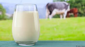 Günlük süt mü UHT süt mü hangisi daha faydalı?