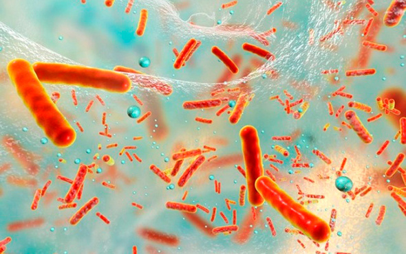 Antibiyotiklere dirençli süper bakteri yayılıyor