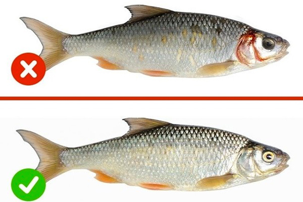 Balık sezonu açıldı! Taze balık nasıl anlaşılır hangi balıkları nasıl tüketmeliyiz?