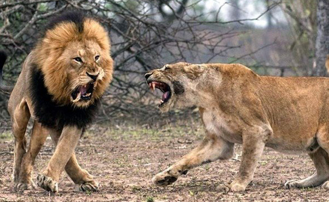 Erkek ve dişi aslanın kavgası görenleri dehşete düşürdü!