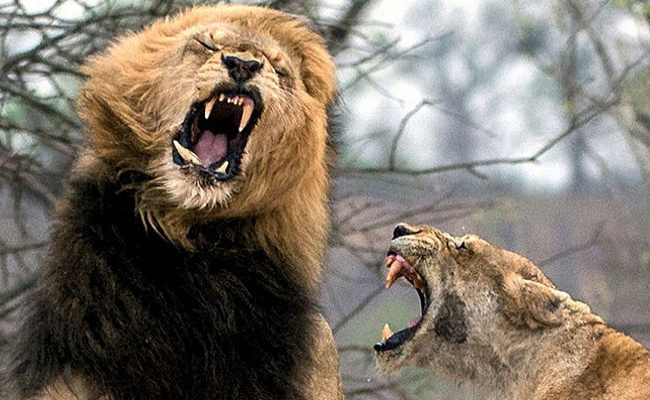 Erkek ve dişi aslanın kavgası görenleri dehşete düşürdü!