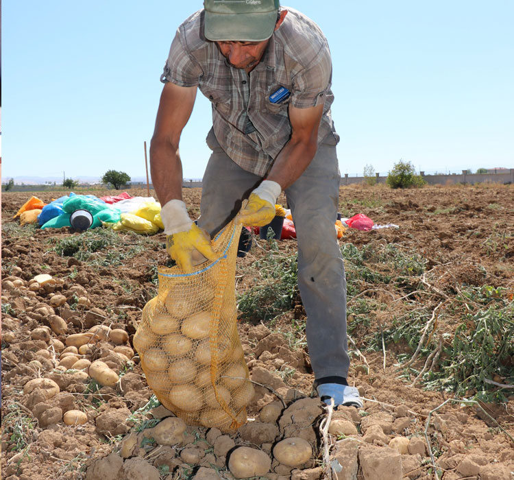 Türkiye'de ilk 'yerli ve milli' renkli patates üretildi!